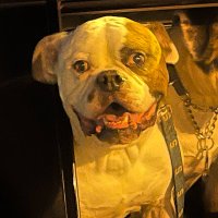 Uncle Fuggly (@fugglyuncle) 's Twitter Profile