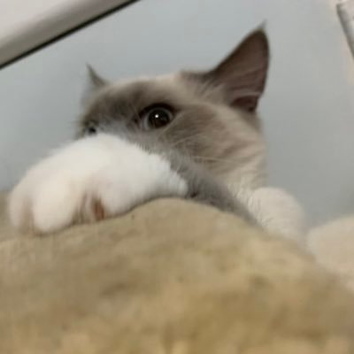 Helo ima little cat. Im not a baby anymore i am 3 years old!!. Please enjoy my selfys and hit like