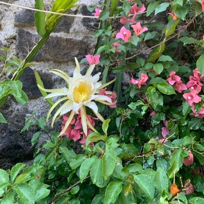 Mariquita0368's profile picture. Ama de casa, madre de dos, amo a mi país, no estoy de acuerdo con López