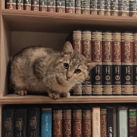 bint habibah (@binthabibahh) 's Twitter Profile Photo