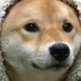 The Đoge (@_the_doge) Twitter profile photo The Đoge (@_the_doge) Twitter profile photo