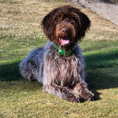 tee_ehh's profile picture. Assistant Superintendent at Edmonton Petroleum Golf and CC