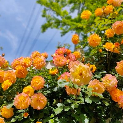 skybluetree's profile picture. V6ファン。健くん大好きで応援中🥰みんな変わらず大好きです😊繋がれるご縁を大切にしたいです😌
私的事情から重たい内容もあるかもです。6人全員漏れなく大好きなので、健くん以外の5人に関しても積極的📮することにしました。全4つのFC入会済みです🥰！！