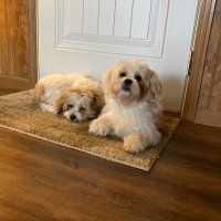 Cynthia Shelton (@cynthiabrat1) 's Twitter Profile