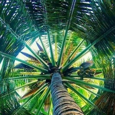 ThaifMar's profile picture. 