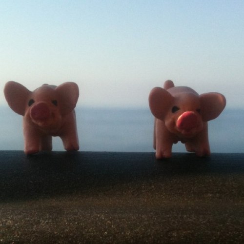 pochin12's profile picture. 