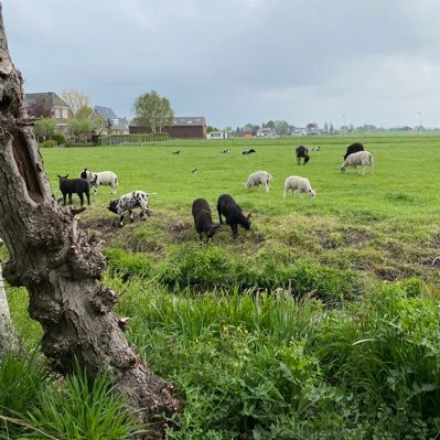 Tante_Eef's profile picture. 