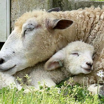 I raise Republician sheep. If you’re a democrat don’t even ask me to follow you. God, family and Trump are the most important things in my life.