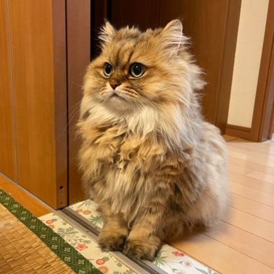 相棒はチンチラゴールデン🐈飼い主ほぼ下僕💧 日々感じたこと猫目線からつぶやくニャン😺皆さんの可愛いニャンコを見るのが好き💕フォロー・いいね大歓迎❣無言フォローしちゃいますがお許し下さい💦