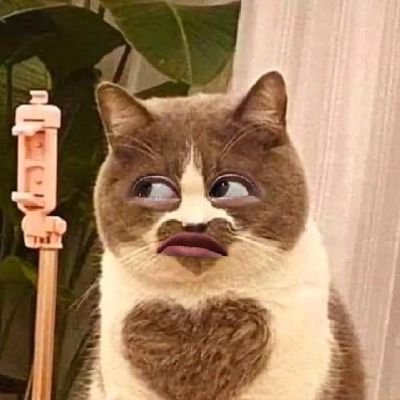 Cillacioo's profile picture. .
