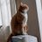 kazu_pirelli's profile image