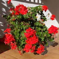 Tulip1987 (@tulip19871) 's Twitter Profile Photo