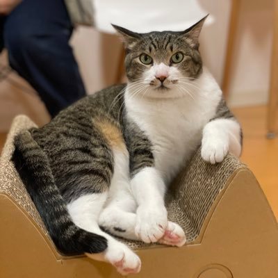 あずきくんが嫁です。 週7の浮気相手(コテツ)もいます。温かい目で見てください🐈