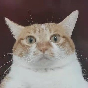 darkflame_lee's profile picture. Coder