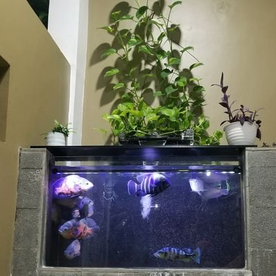 adventureefish's profile picture. Ikan Hias