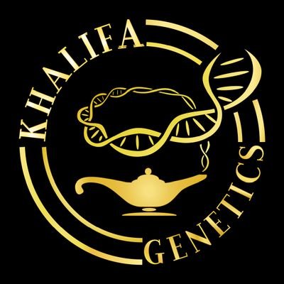 The Silk Road legacy 🐪
Passionate breeders working with landraces and rare strains.
Must be 18+ to follow.
No sales on here.