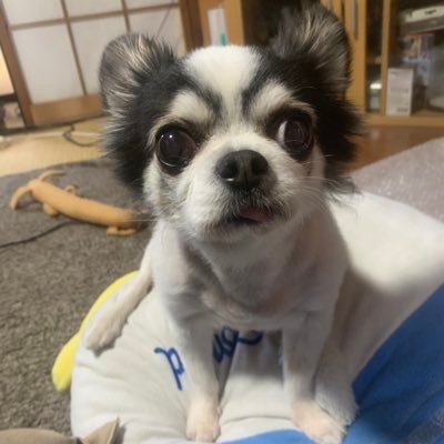 yantyaru_2034's profile picture. 