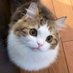 ねっこ (@neccocatnecco) Twitter profile photo ねっこ (@neccocatnecco) Twitter profile photo