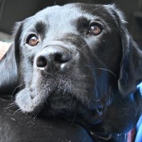 The adventures of Ted the Labrador. Dog tales 100k(@tedthelabrador) 's Twitter Profile Photo