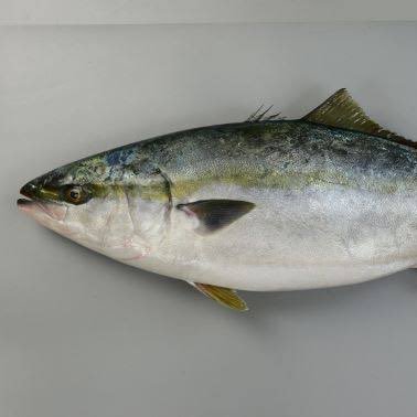 kabayakigu27's profile picture. 着ぐるみ初心者🔰繋がりが欲しいのでぜひ色んなところに参加させて欲しいです🙇