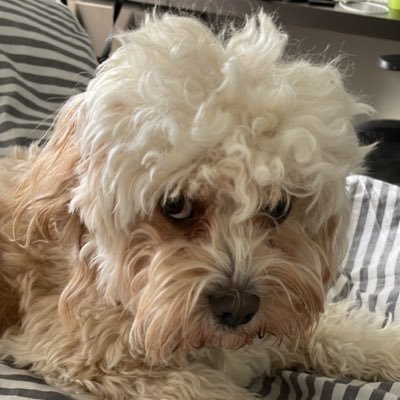 seksquach's profile picture. hi