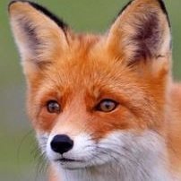 rotfuchswald's profile picture. Naturliebhaber