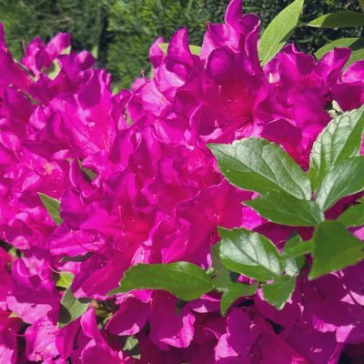 oblivionrom64's profile picture. 20歳以上/腐垢/見る専/酒好き/忘却/功罪/sngy ⚾️舞台みました⚾️