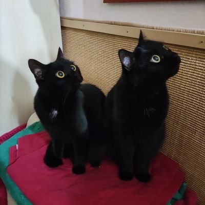 Katzenpersonal von Dean und Dancer. Hier zwitschern abwechselnd Ela, Dancer und Dean. Jetzt auch bei Mastodon und im Himmelreich unter @ElaTeefreund.