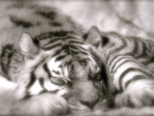 loneytiger's profile picture. Going nuts