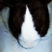 How fortunate I am to meet you (@wenzhoufam) 's Twitter Profile