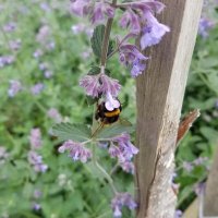 Taplin's Fields Community Garden (@taplinsfields) 's Twitter Profile Photo Taplin's Fields Community Garden (@taplinsfields) 's Twitter Profile Photo