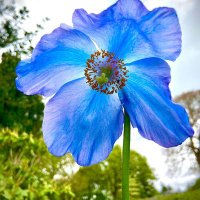 Moira Betts (@moirarli) 's Twitter Profile