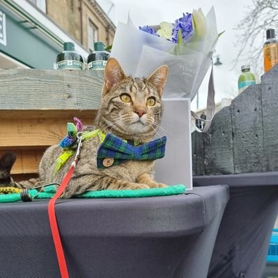 I am a hand reared kitty from Guisborough,  England, who helps and supports my mum at local markets with her stall
#cats #CatsOfTwitter #MarketCat