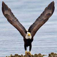 محمد جعفر العماري (@jafer314) 's Twitter Profile