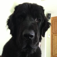 2AGuy (@thefederalist46) 's Twitter Profile Photo 2AGuy (@thefederalist46) 's Twitter Profile Photo