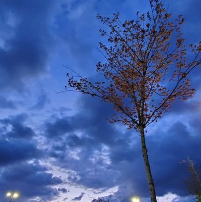 yanyuan's profile picture. 爱国者必须时刻准备反对她的政府以捍卫自己的国家-爱德华.阿贝-在和平时期，聚集爱国主义大旗下的，不是卑鄙的政客，就是颠三倒四的疯子。-刘晓波