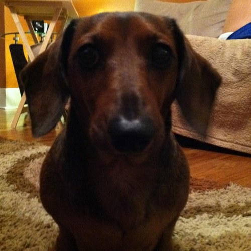 steveweinerdog's profile picture. 