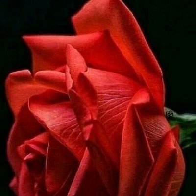 Slaana82701974's profile picture. iskrenost mi je mana