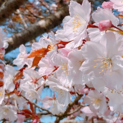 Romniwa's profile picture. ふわふわのだし巻き卵がすき/ROM垢