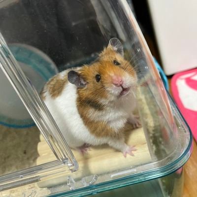 RwlTn5QthcAN9ni's profile picture. デリバリーされるアラサーデブスです。
スペ93。
在籍デリで大満足。
同業者様しかフォロバしません。
自由に呟いてるので、アンチもいりません。