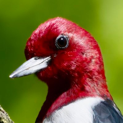 @EspressoBird