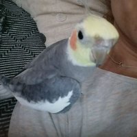 amen (@sdigaletos) 's Twitter Profile