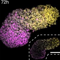 Martinez Arias lab (@ama_lab) 's Twitter Profile Photo Martinez Arias lab (@ama_lab) 's Twitter Profile Photo