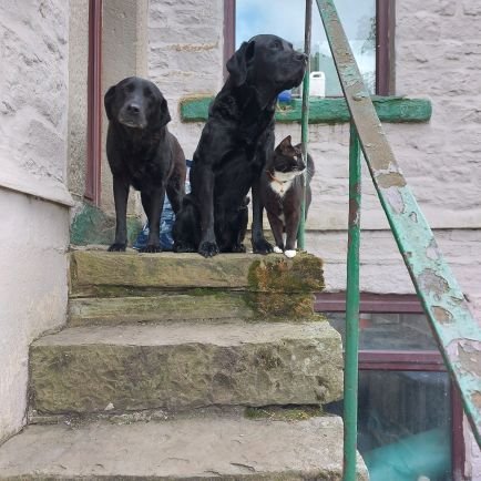lover of working labradors miss my own Spud n Meg enjoy a fizz G n T Shampoo at the weekend oh and holidays in the Caribbean