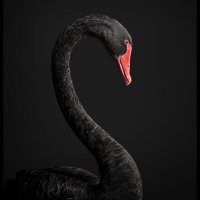 Do Kwon’s Black Swan 🌖 (@lunarcertainty) 's Twitter Profile