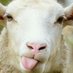 Bean the Sheep (@tgladish2) Twitter profile photo Bean the Sheep (@tgladish2) Twitter profile photo
