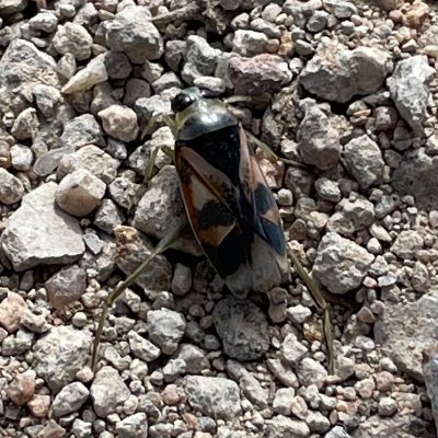 KLMKinnett's profile picture. Love being outside