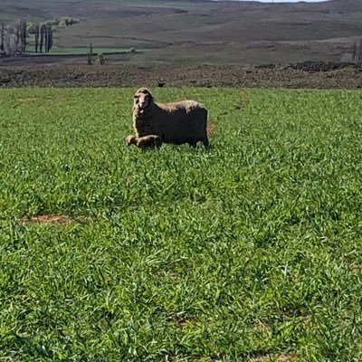 Thoroughbred enthusiast. Merino breeder