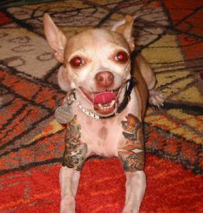 ALBERTMENDEZ's profile picture. chicano by birth biker by choice