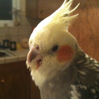 steven_sf's profile picture. 